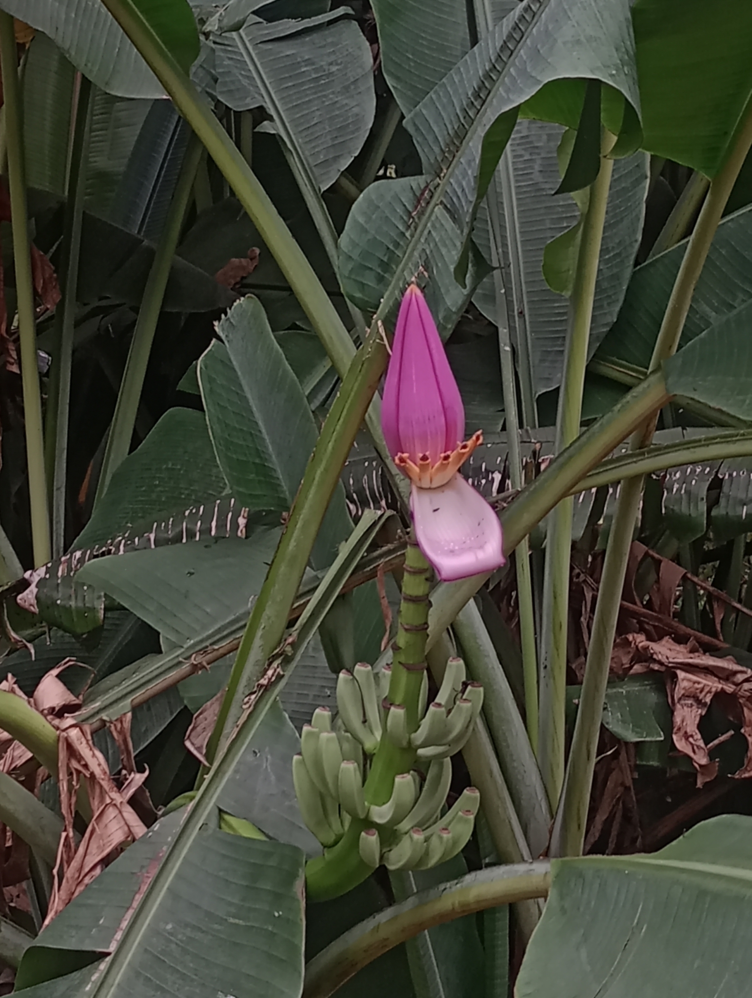 Imagem de Bananeira ornamental
