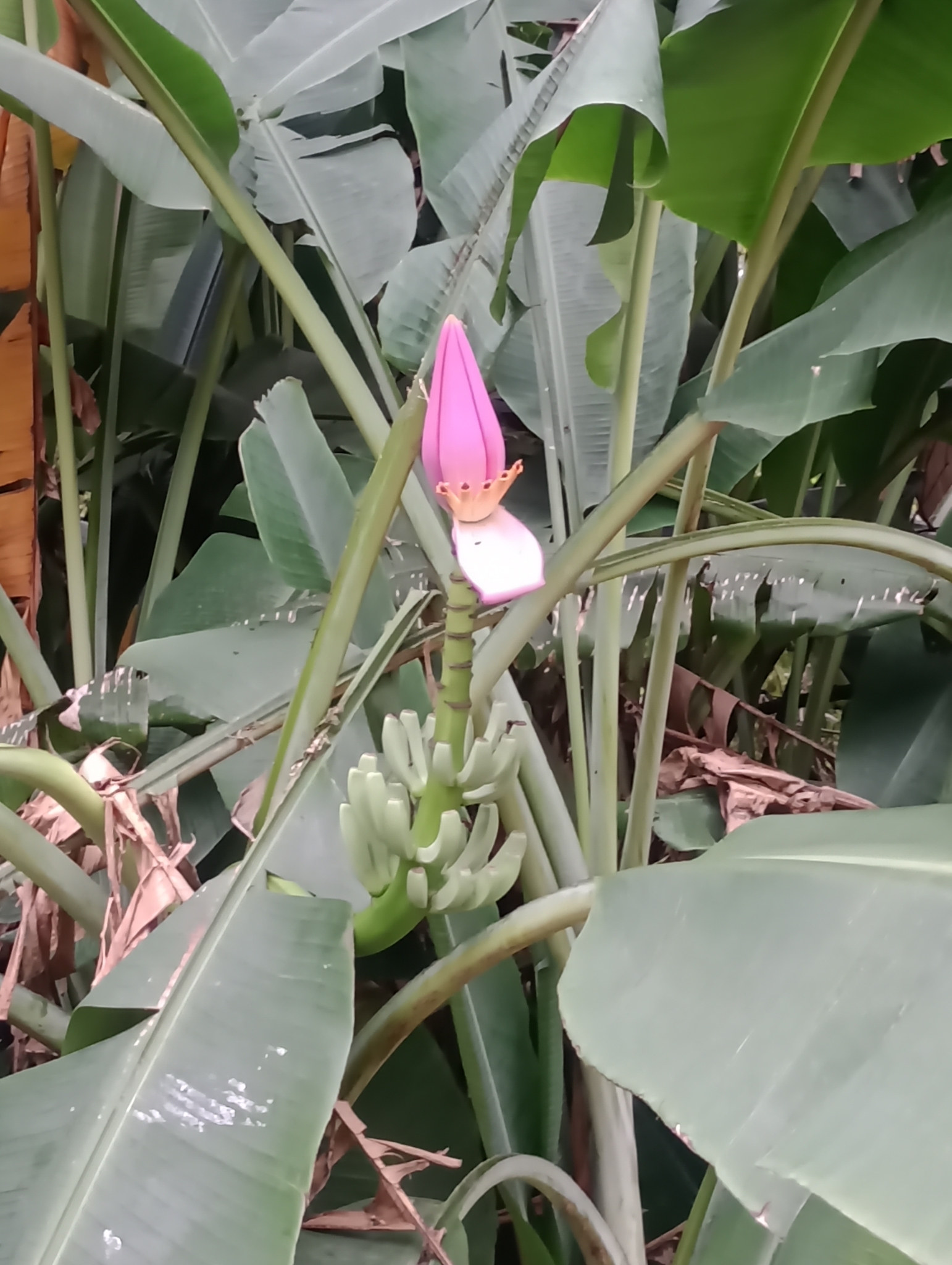 Imagem de Bananeira ornamental