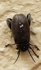 Pachymerus nucleorum