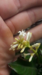 Palicourea boqueronensis