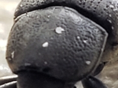 Pachymerus nucleorum