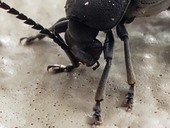 Pachymerus nucleorum