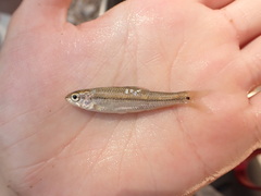 Manantial Roundnose Minnow photo 4