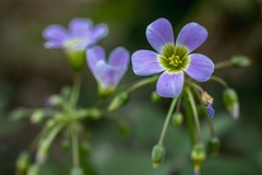 Magnoliopsida