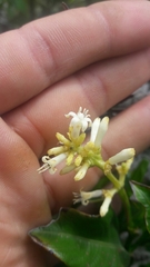 Palicourea boqueronensis