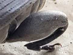 Pachymerus nucleorum