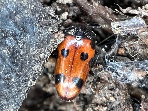Microsternus ulkei