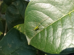 Conocephalus gigantius