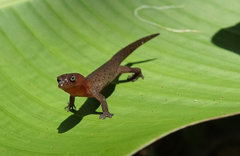 Central Lesser Antillean Sphaero photo 4