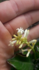 Palicourea boqueronensis