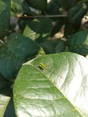 Conocephalus gigantius