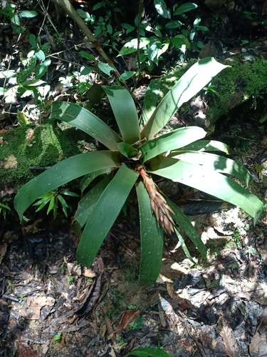 Guzmania melinonis, photograph 2