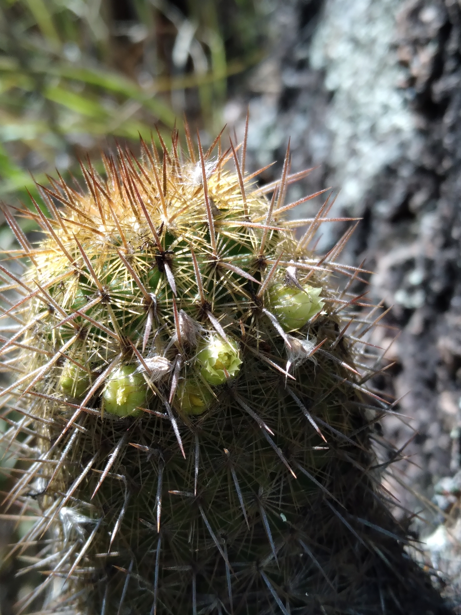 Mammillaria eriacantha  iNaturalist