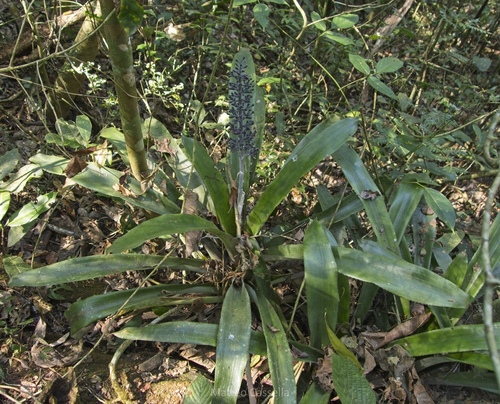 Aechmea lueddemanniana, photograph 6
