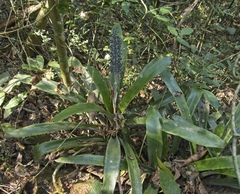 Aechmea lueddemanniana, photograph (c) Matteo Cassella, some rights reserved (CC BY-SA)