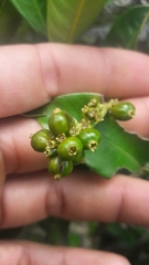 Palicourea boqueronensis