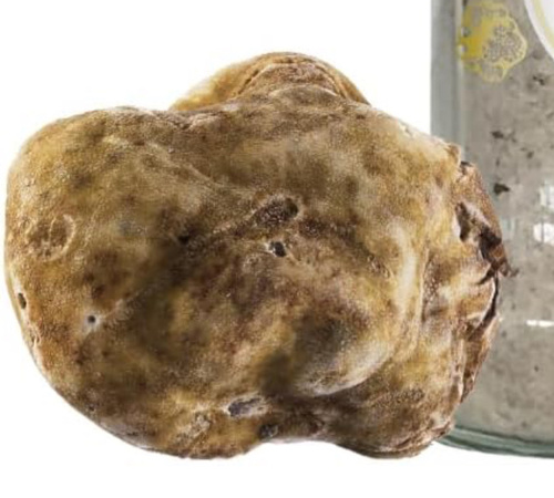 White Truffle — Tuber magnatum