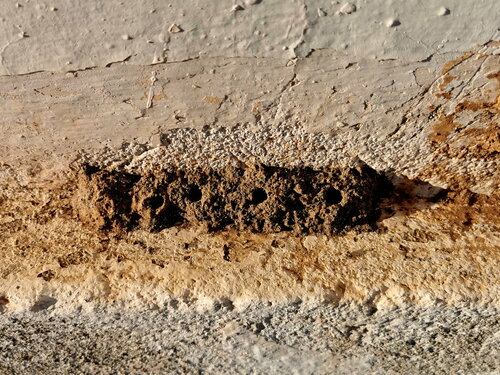 Delta dimidiatipenne