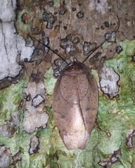 Pseudophoraspis nebulosa