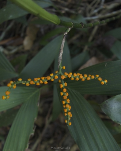 Chamaedorea stolonifera