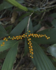 Chamaedorea stolonifera