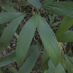 Chamaedorea stolonifera, photograph (c) Matteo Cassella, some rights reserved (CC BY-SA)