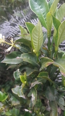 Palicourea boqueronensis