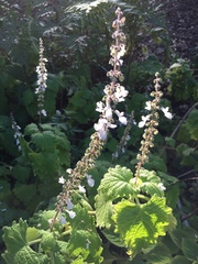 Coleus grandidentatus