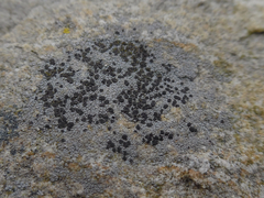Leimonis erratica