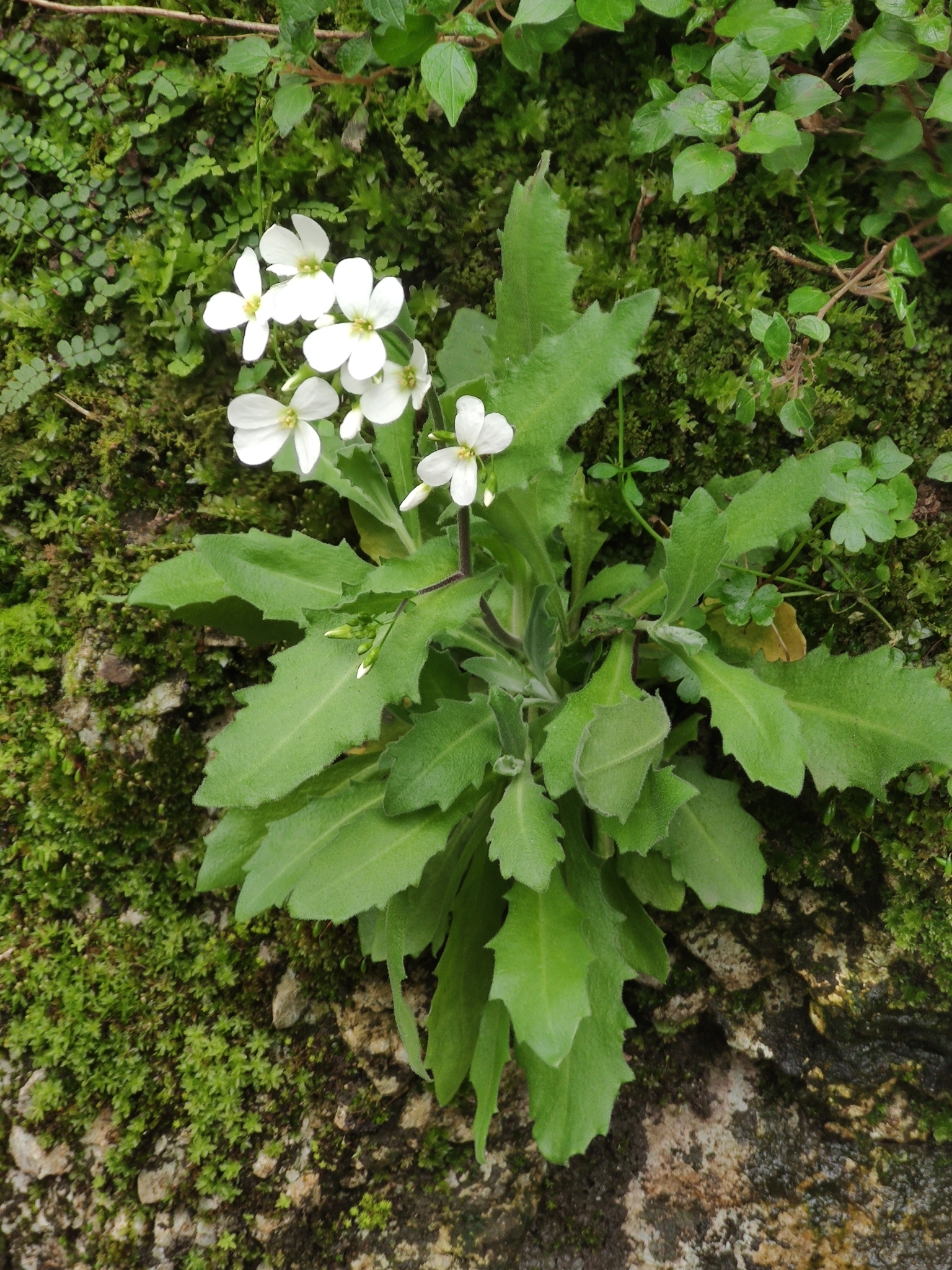 Arabis alpina