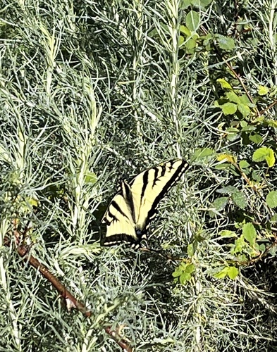 iNaturalist observation photo of Western Tiger Swallowtail