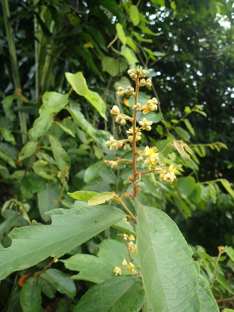 Microcos tomentosa