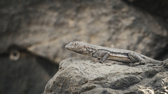 Peru Pacific Iguana photo 2