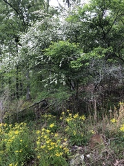 Crataegus stenosepala