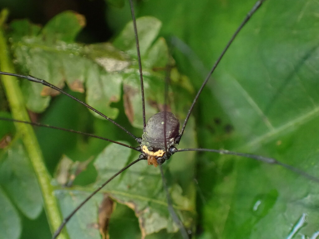 daddy longlegs