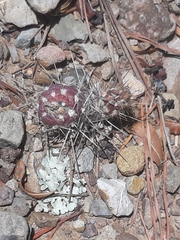 Austrocylindropuntia shaferi