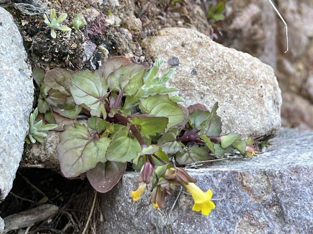 King of Arizona Monkeyflower