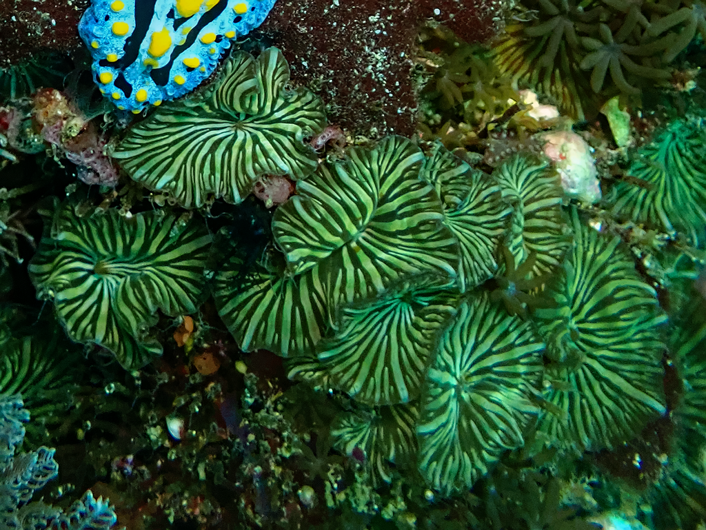 Discosoma nummiforme