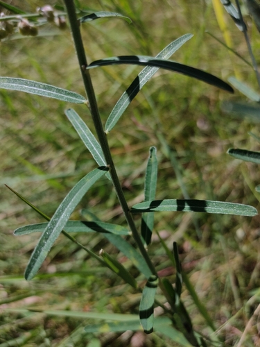 Image of Crotalaria montana by (c) Tony van Kampen, some rights reserved (CC BY)