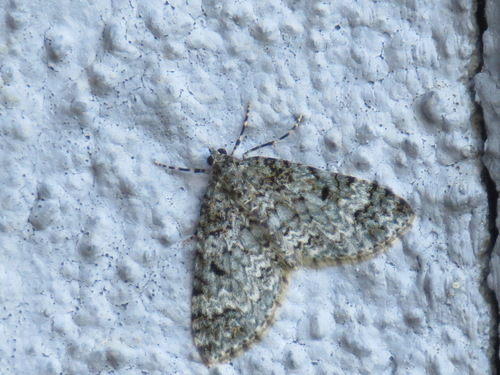 Double-banded Carpet Moth photo 2