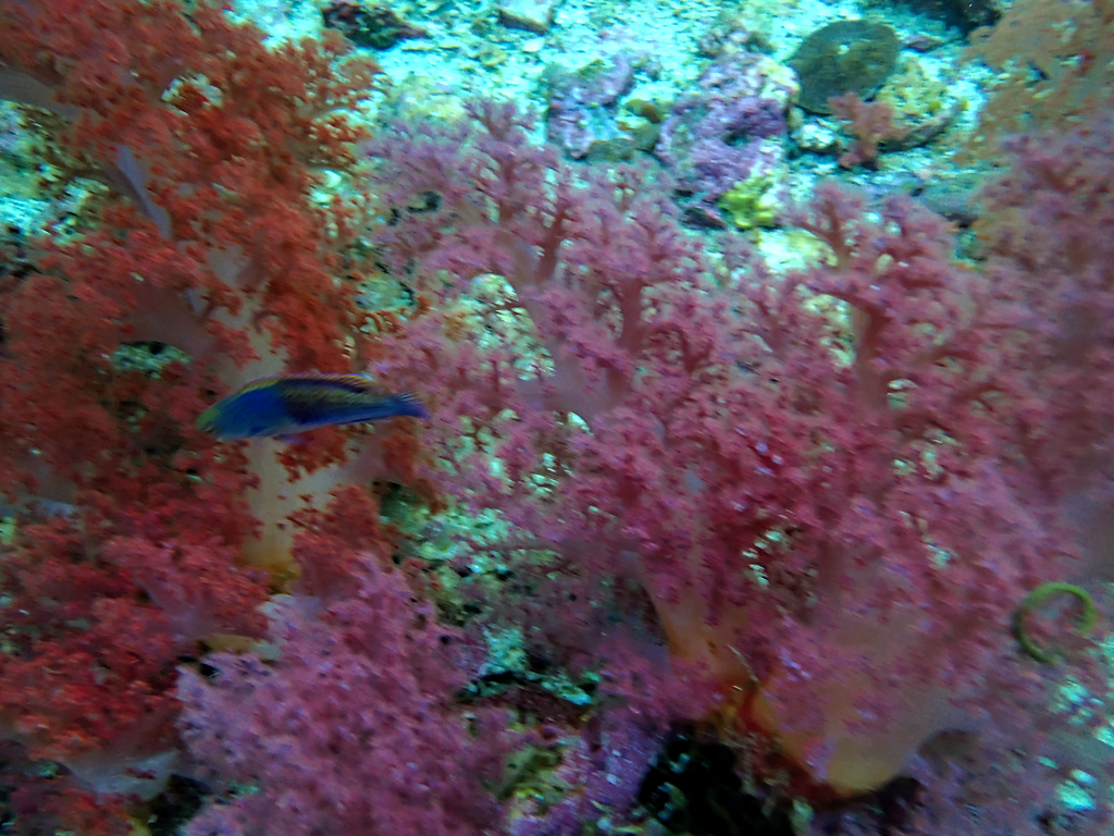 Ryukyu Fairy Wrasse