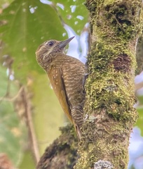 Little Woodpecker photo 2