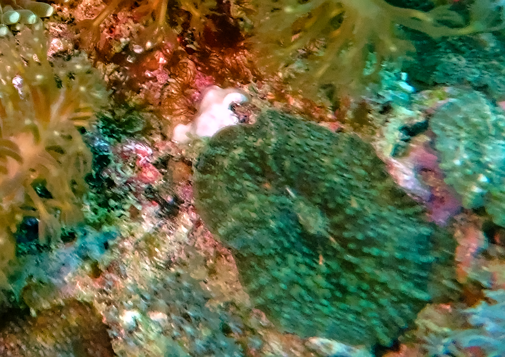 Discosoma dawydoffi