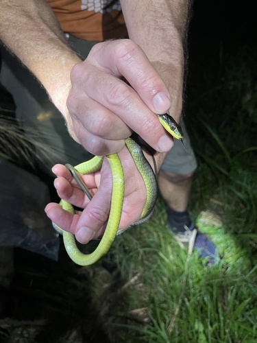 Common Tree Snake sighting