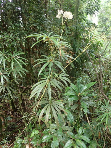 Image of Begonia luxurians by (c) agujaceratops, some rights reserved (CC BY)