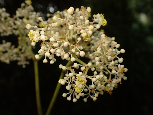 Image of Begonia luxurians by (c) agujaceratops, some rights reserved (CC BY)