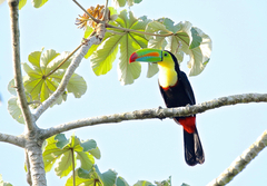 Ramphastos sulfuratus image