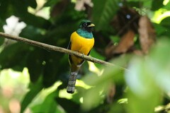 Trogon rufus image