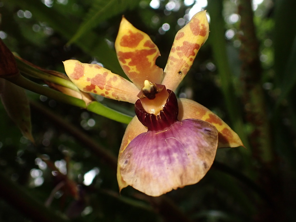 Zygopetalum maxillare