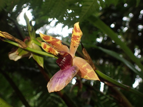 Image of Zygopetalum Maxillare (Zygopetalum maxillare) by (c) agujaceratops, some rights reserved (CC BY)